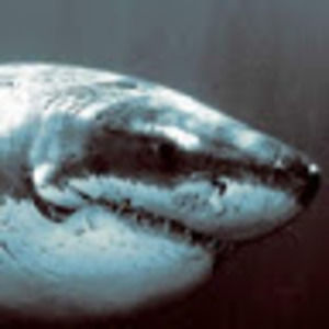 Meet your Posher, Tacoman